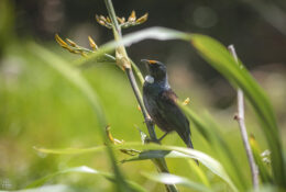 New Zealand 2025 (2 group) (21/84)